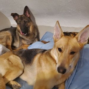 Meet your Posher, Joe